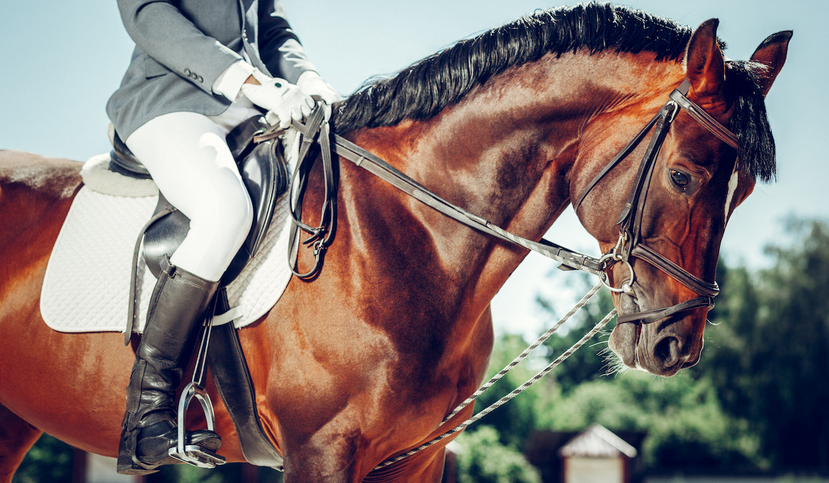 Is There a Weight Limit for Riding Horses? Fluffy Friendly