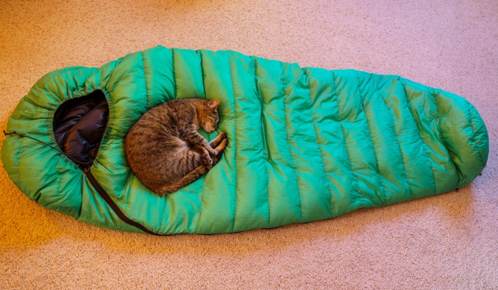 Sleeping cat on hiking sleeping bag

